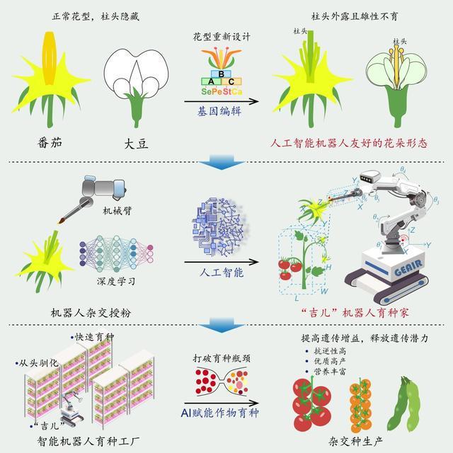 GEAIR, an AI-powered robot, working on crop breeding.